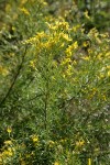 Parry's Rabbitbrush blossoms & foliage