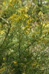 Parry's Rabbitbrush blossoms & foliage