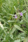 Lobb's Fiddleleaf blossoms & foliage