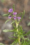 Lobb's Fiddleleaf blossoms & foliage