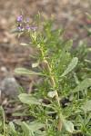 Lobb's Fiddleleaf blossoms & foliage