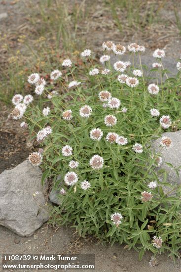 Monardella odoratissima ssp. pallida