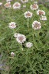 Mountain Monardella blossoms & foliage