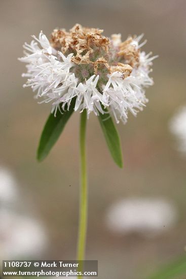 Monardella odoratissima ssp. pallida