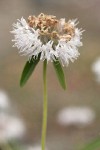 Mountain Monardella blossoms & bracts detail