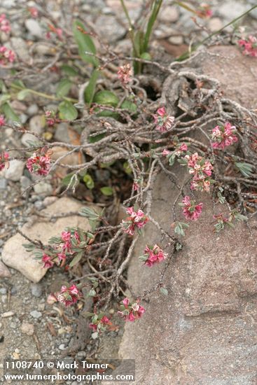 Polygonum shastense