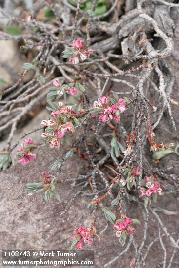 Polygonum shastense