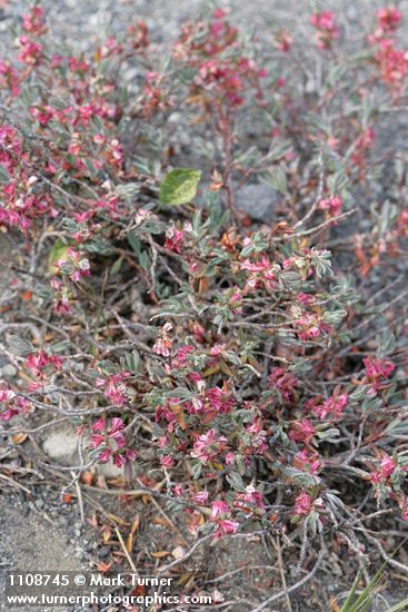 Polygonum shastense