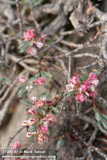 Polygonum shastense