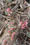 Shasta Knotweed blossoms & foliage