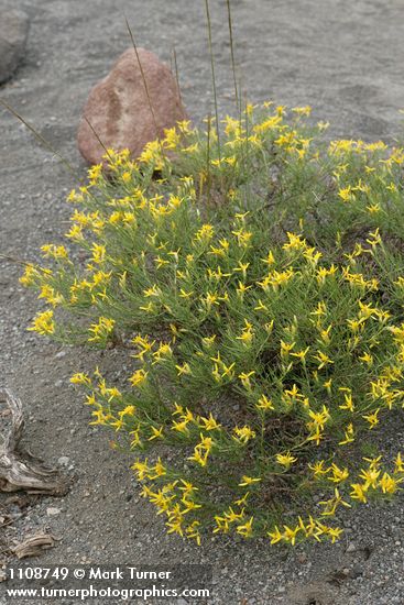 Ericameria bloomeri
