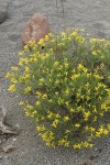 Rabbitbush Goldenweed