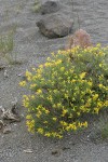 Rabbitbush Goldenweed