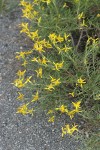 Rabbitbush Goldenweed blossoms & foliage