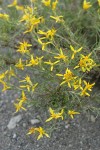 Rabbitbush Goldenweed blossoms & foliage