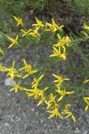 Rabbitbush Goldenweed blossoms & foliage