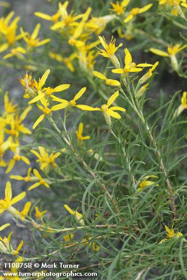 Ericameria bloomeri