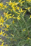 Rabbitbush Goldenweed blossoms & foliage