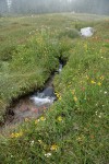 Fading late summer wildflowers along creek in Upper Panther Meadow