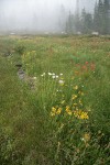 Fading late summer wildflowers in Upper Panther Meadow