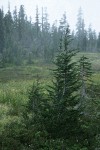 Mountain Hemlocks in Upper Panther Meadow