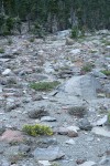 Rabbitbush Goldenweed & Shasta Knotweed on pumice