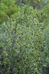 Sierra Coffeeberry in fruit