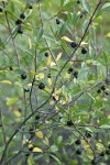 Sierra Coffeeberry fruit & foliage