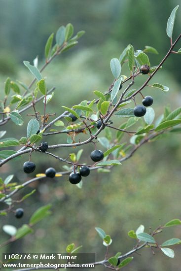 Frangula rubra (Rhamnus rubra)