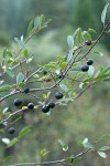 Sierra Coffeeberry fruit & foliage