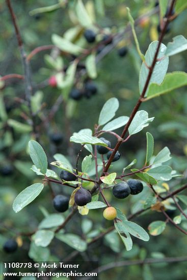 Frangula rubra (Rhamnus rubra)