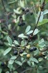 Sierra Coffeeberry fruit & foliage