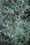 Mountain Whitethorn thorny twigs & foliage