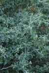 Mountain Whitethorn thorny twigs & foliage