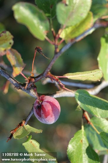 Prunus subcordata