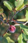 Klamath Plum fruit & foliage