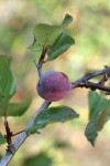 Klamath Plum fruit & foliage