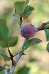 Klamath Plum fruit & foliage