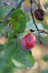 Klamath Plum fruit & foliage