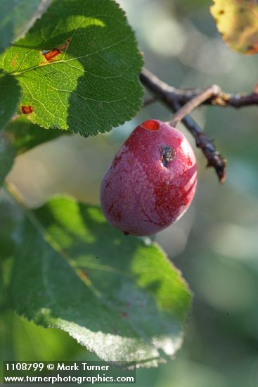 Prunus subcordata