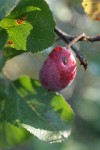 Klamath Plum fruit & foliage