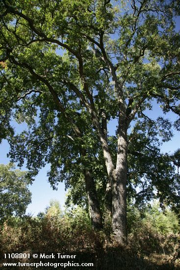 Quercus lobata