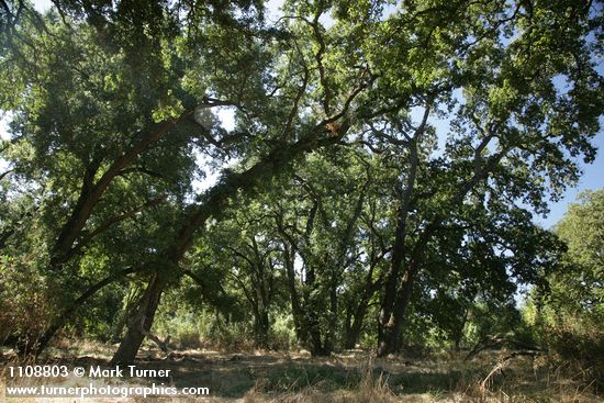 Quercus lobata