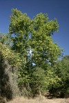 California Sycamore