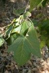 California Sycamore foliage