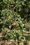 Valley Oak foliage