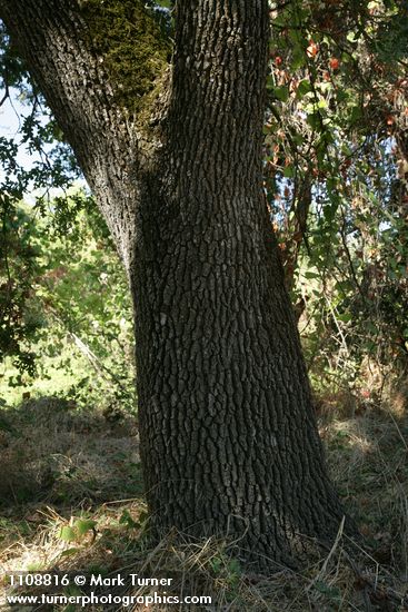 Quercus lobata