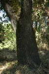 Valley Oak trunk