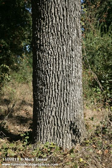 Quercus lobata