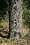 Valley Oak trunk